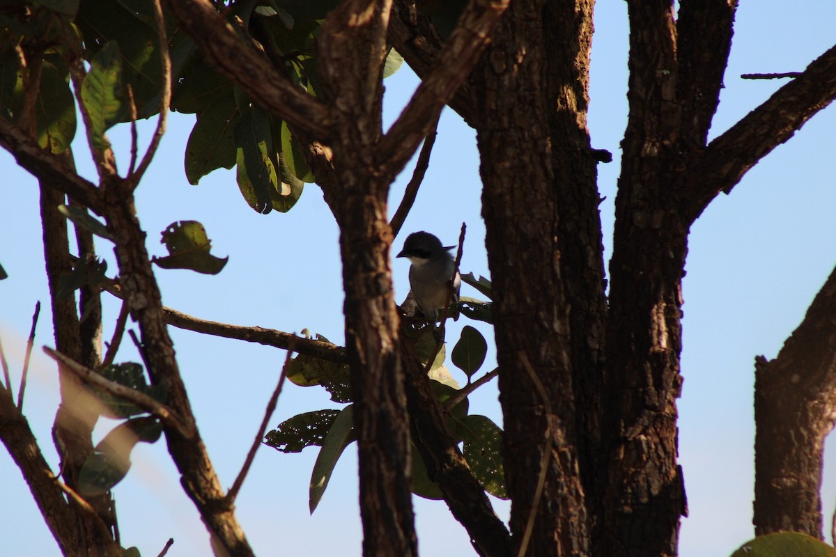 White-banded Tanager - ML637792527