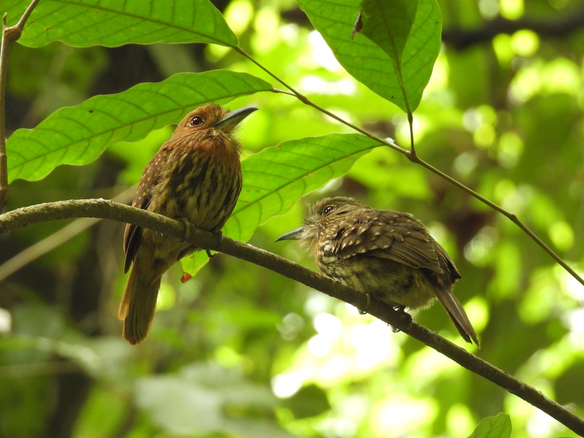 White-whiskered Puffbird - ML637792557