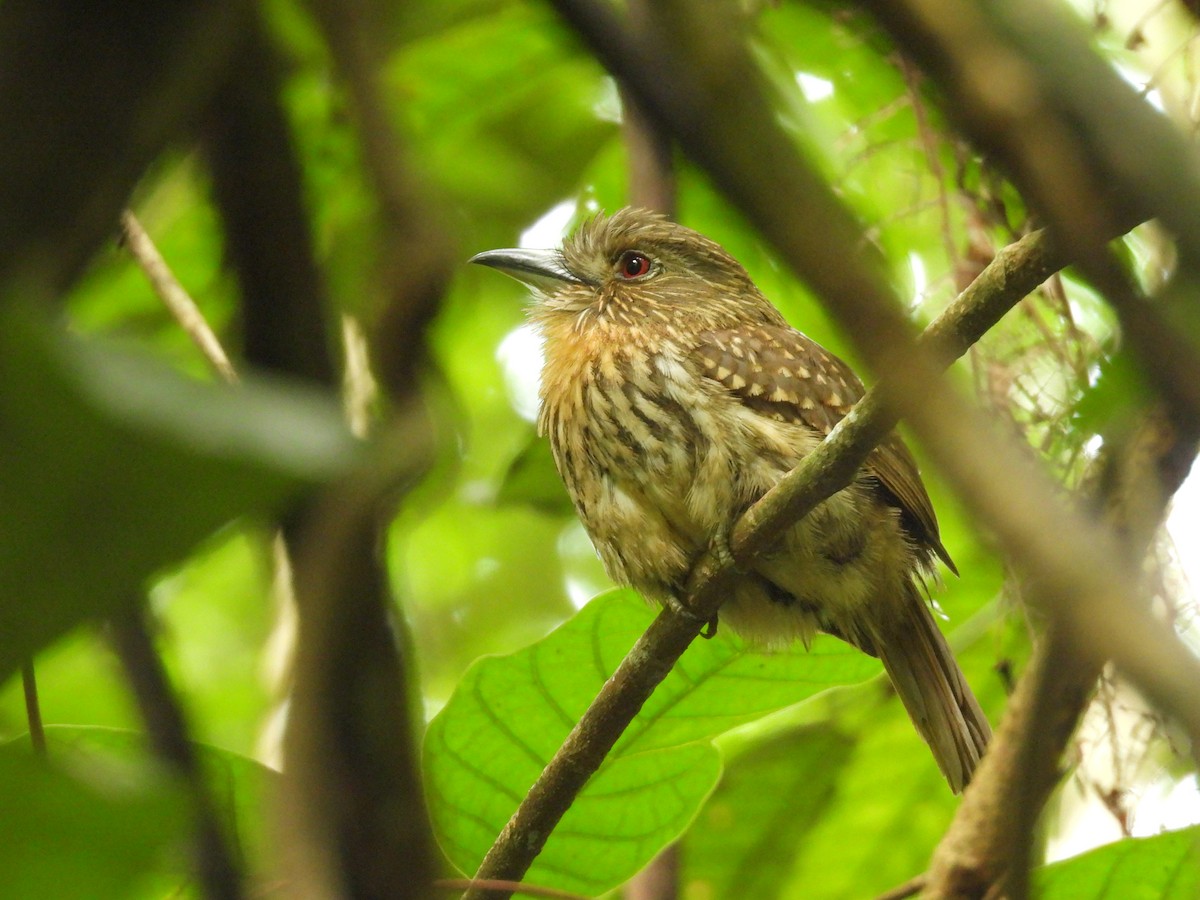 White-whiskered Puffbird - ML637792558