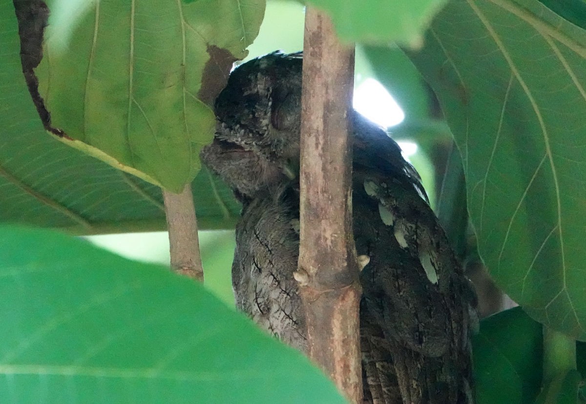 Pacific Screech-Owl - ML637792572