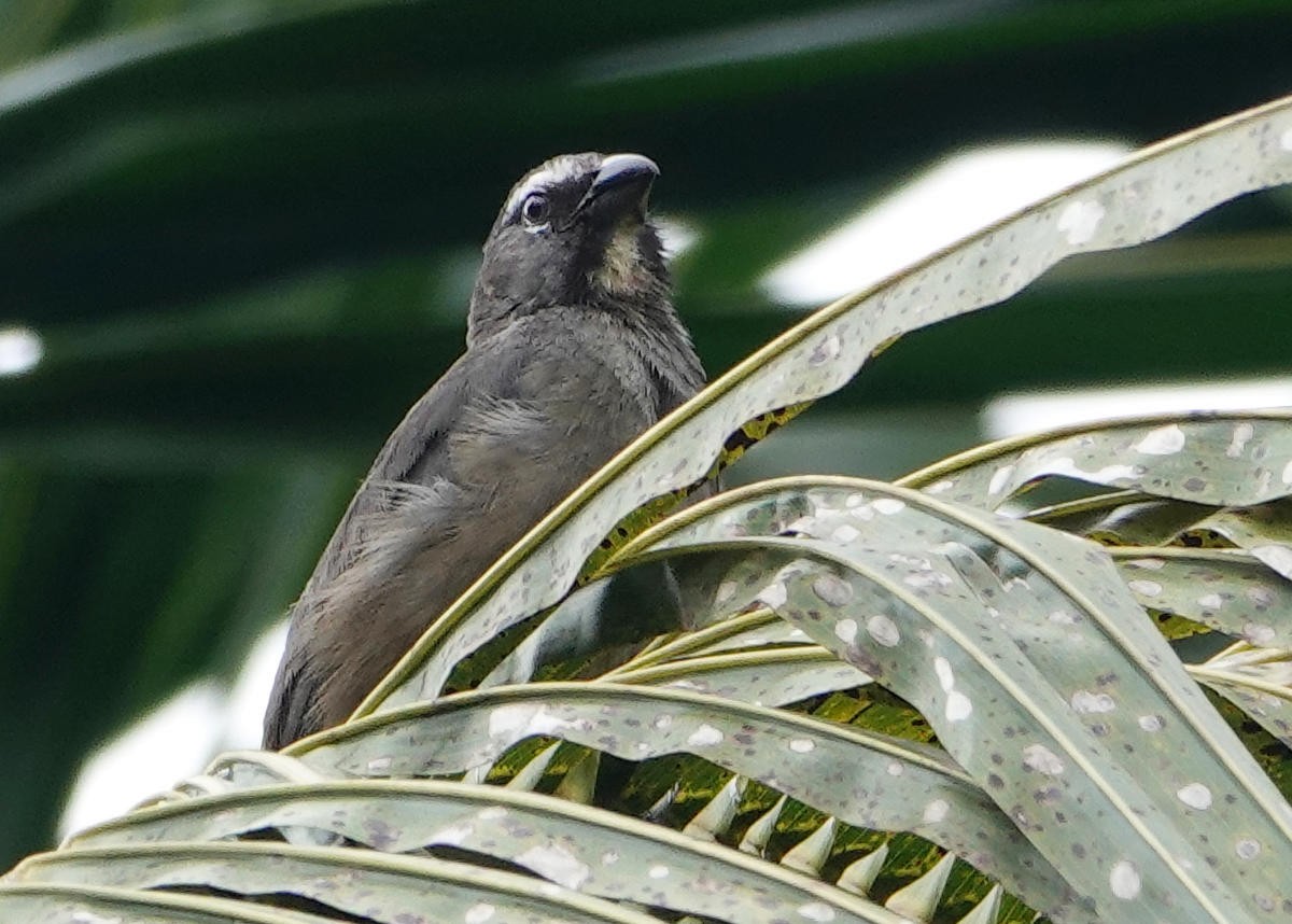 Cinnamon-bellied Saltator - ML637792583