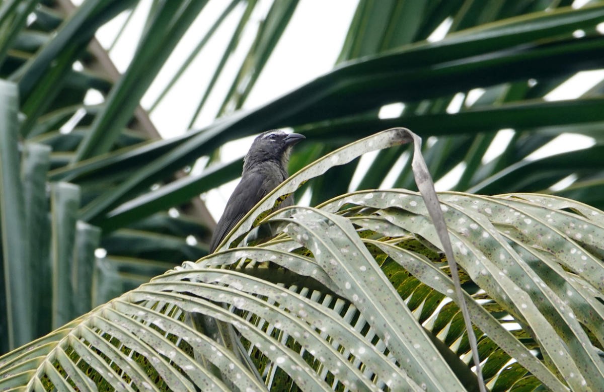 Cinnamon-bellied Saltator - ML637792584