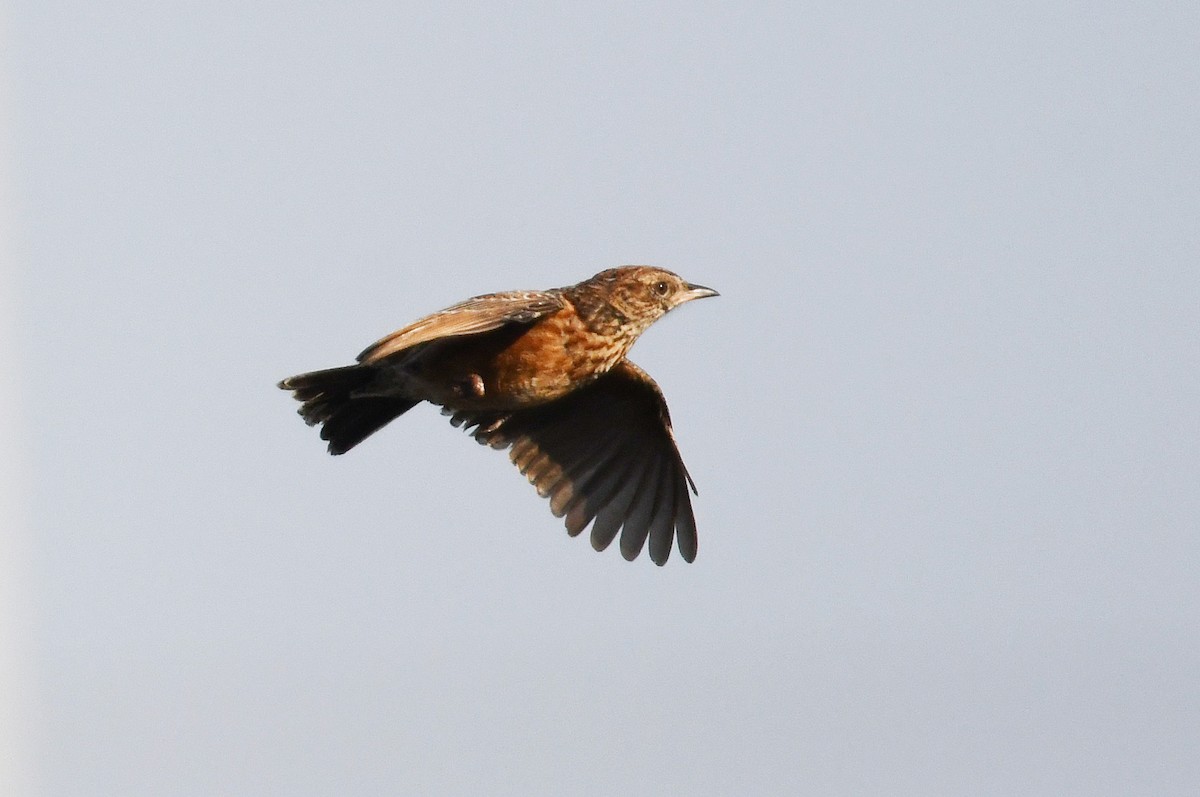 Cape Clapper Lark (Cape) - ML637792598