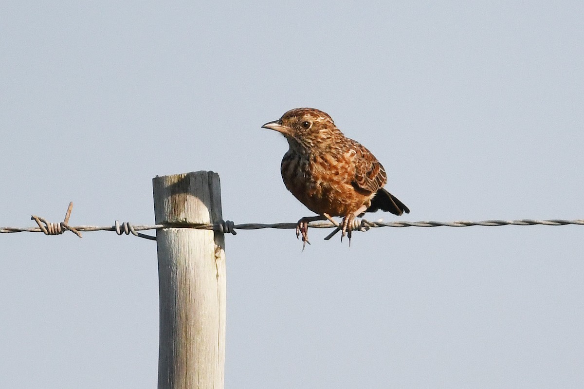 Cape Clapper Lark (Cape) - ML637792600