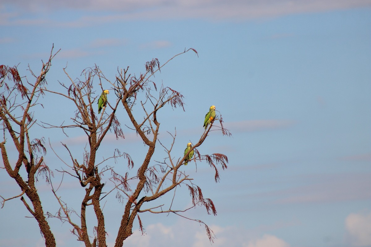 Yellow-faced Parrot - ML637792628