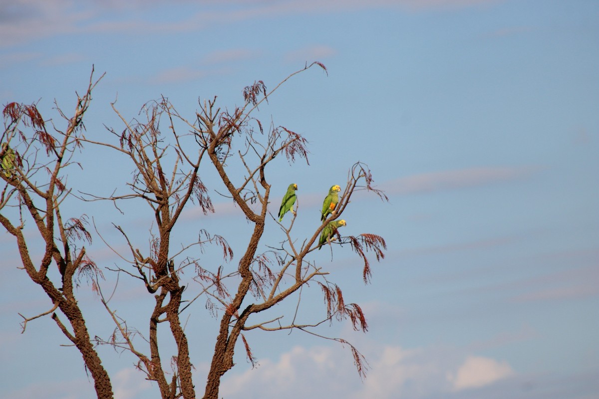 Yellow-faced Parrot - ML637792629