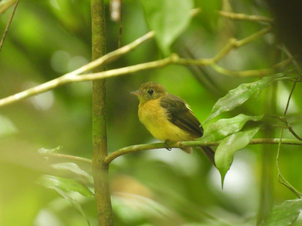 Sulphur-rumped Flycatcher - ML637792689