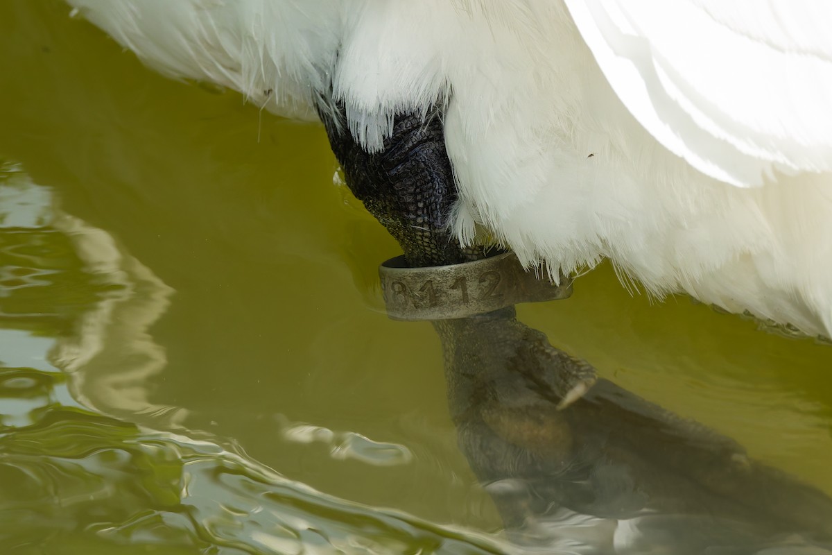 Cygne tuberculé - ML637792777