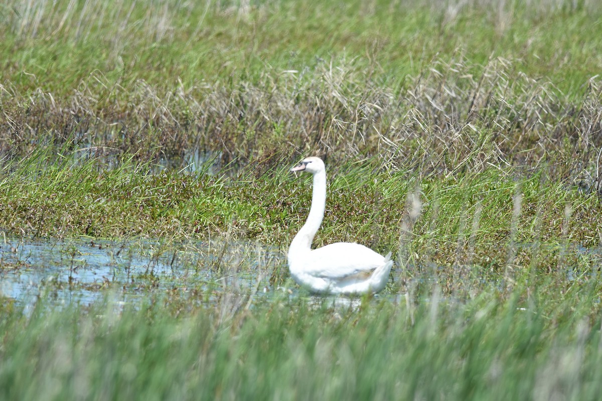 Mute Swan - ML637792814