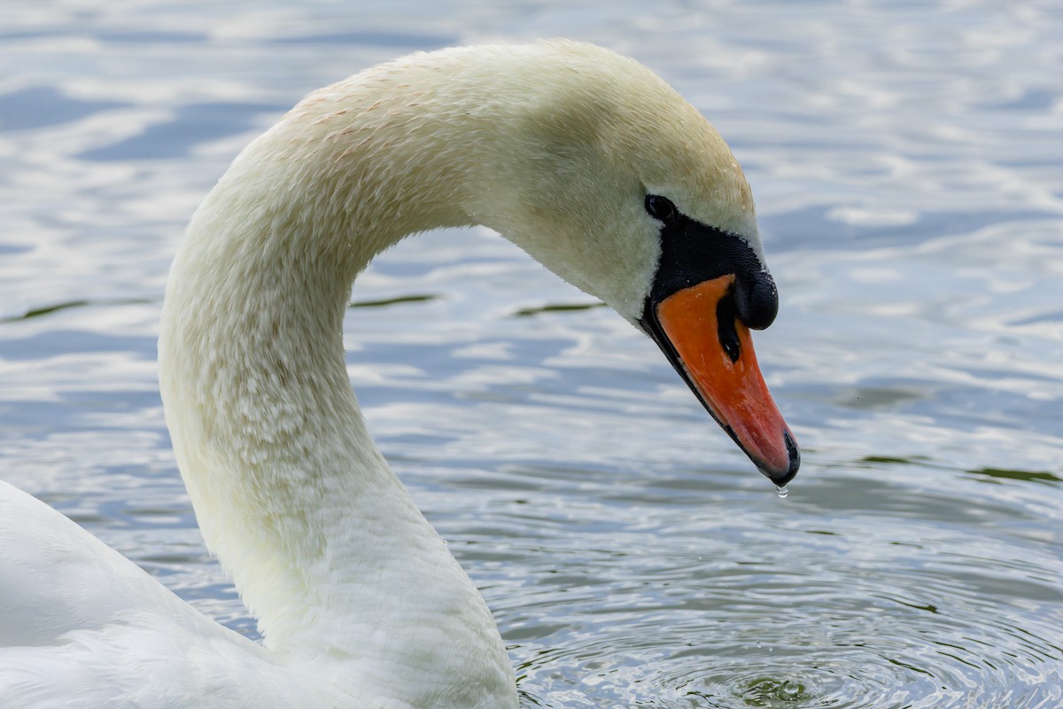 Cygne tuberculé - ML637792848
