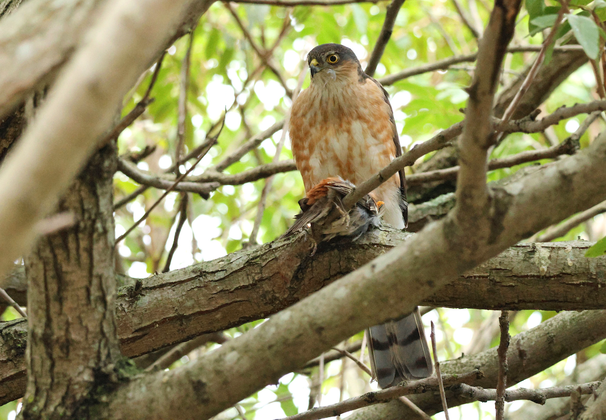 Rufous-breasted Sparrowhawk - ML637792856