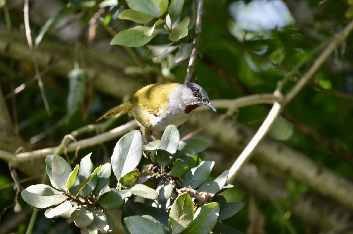 Gray-capped Warbler - ML637792904