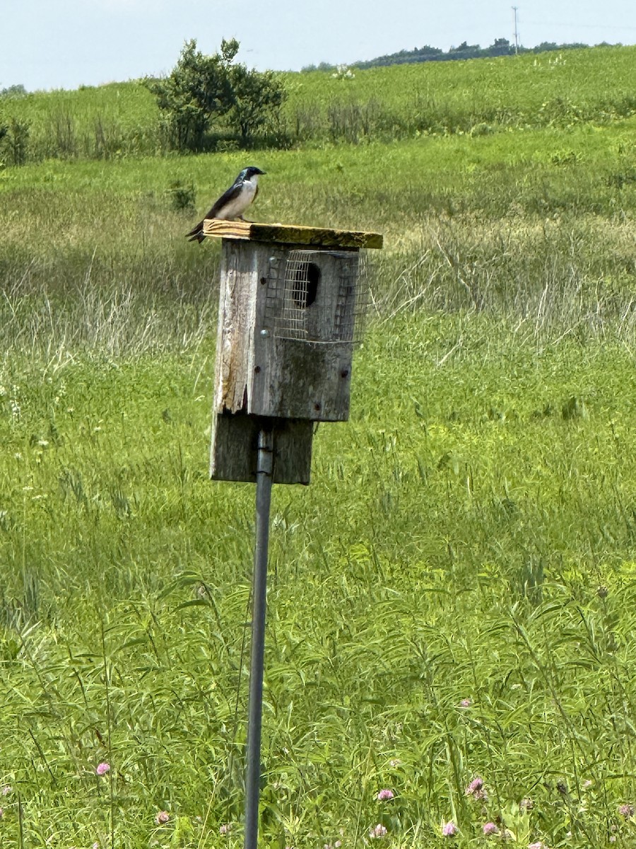 Tree Swallow - ML637792912