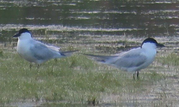 Gull-billed Tern - ML637792913