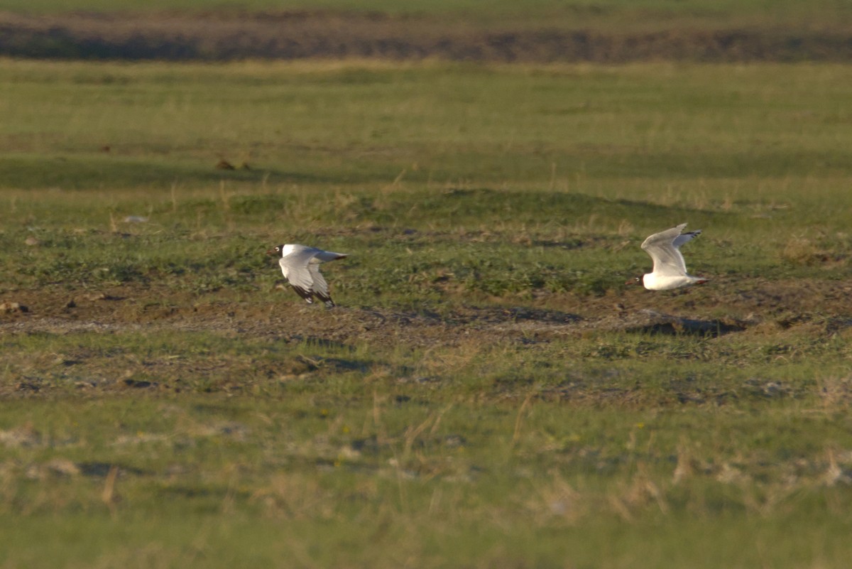 Relict Gull - ML637792915