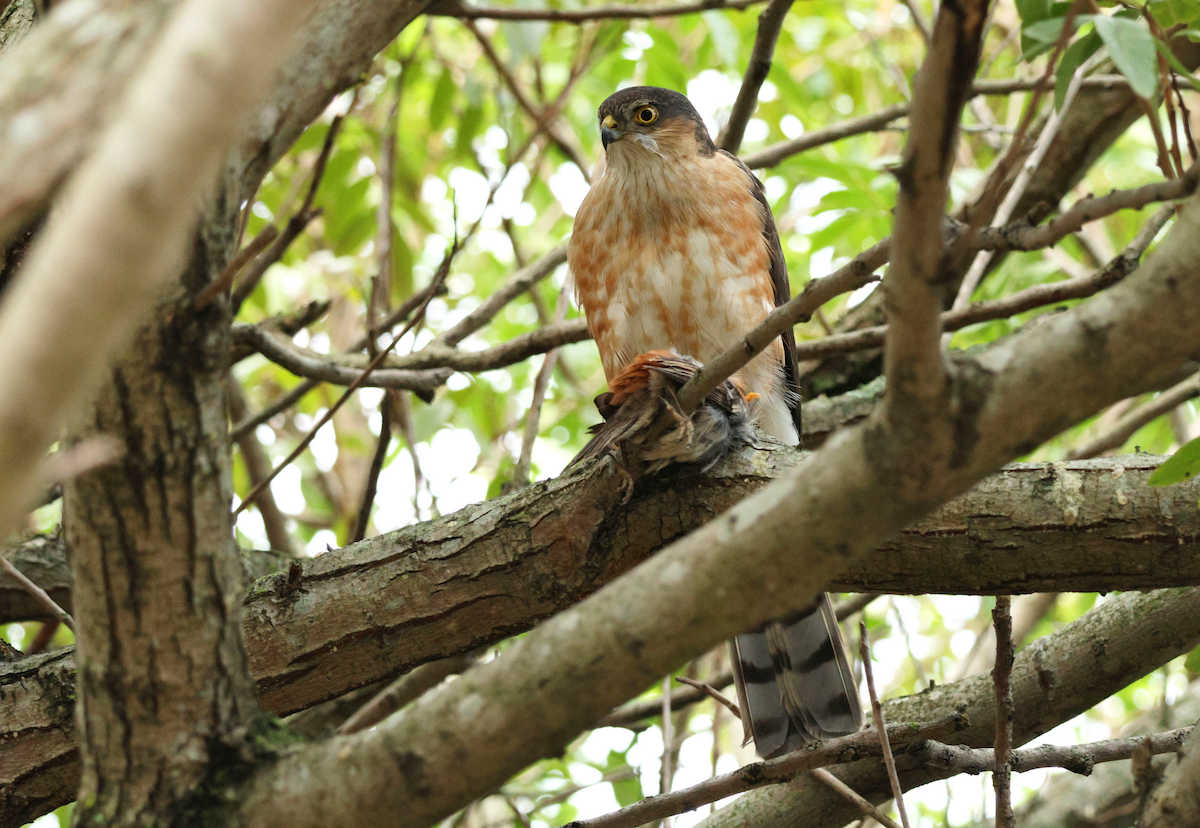 Rufous-breasted Sparrowhawk - ML637792917