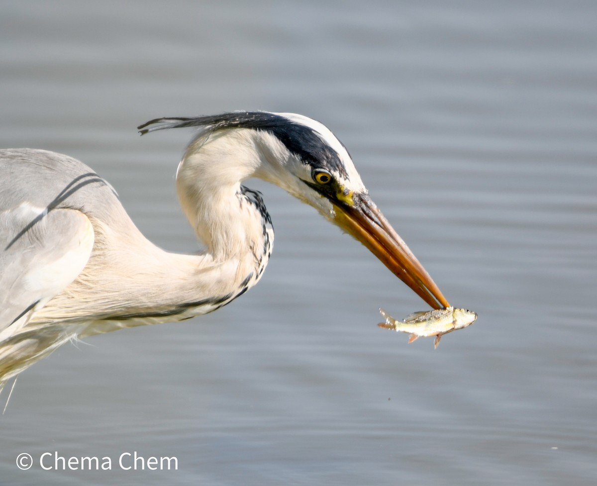 Gray Heron - ML637792930