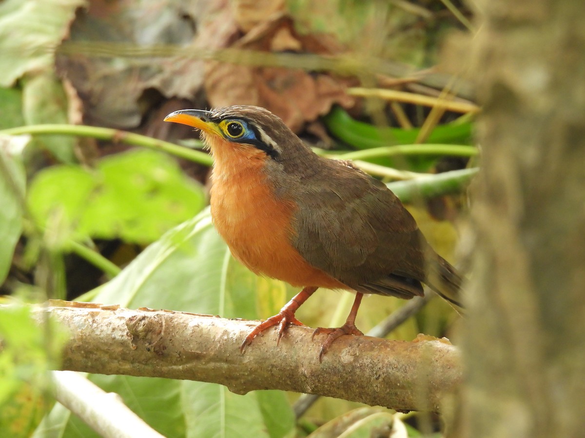 Lesser Ground-Cuckoo - ML637792932