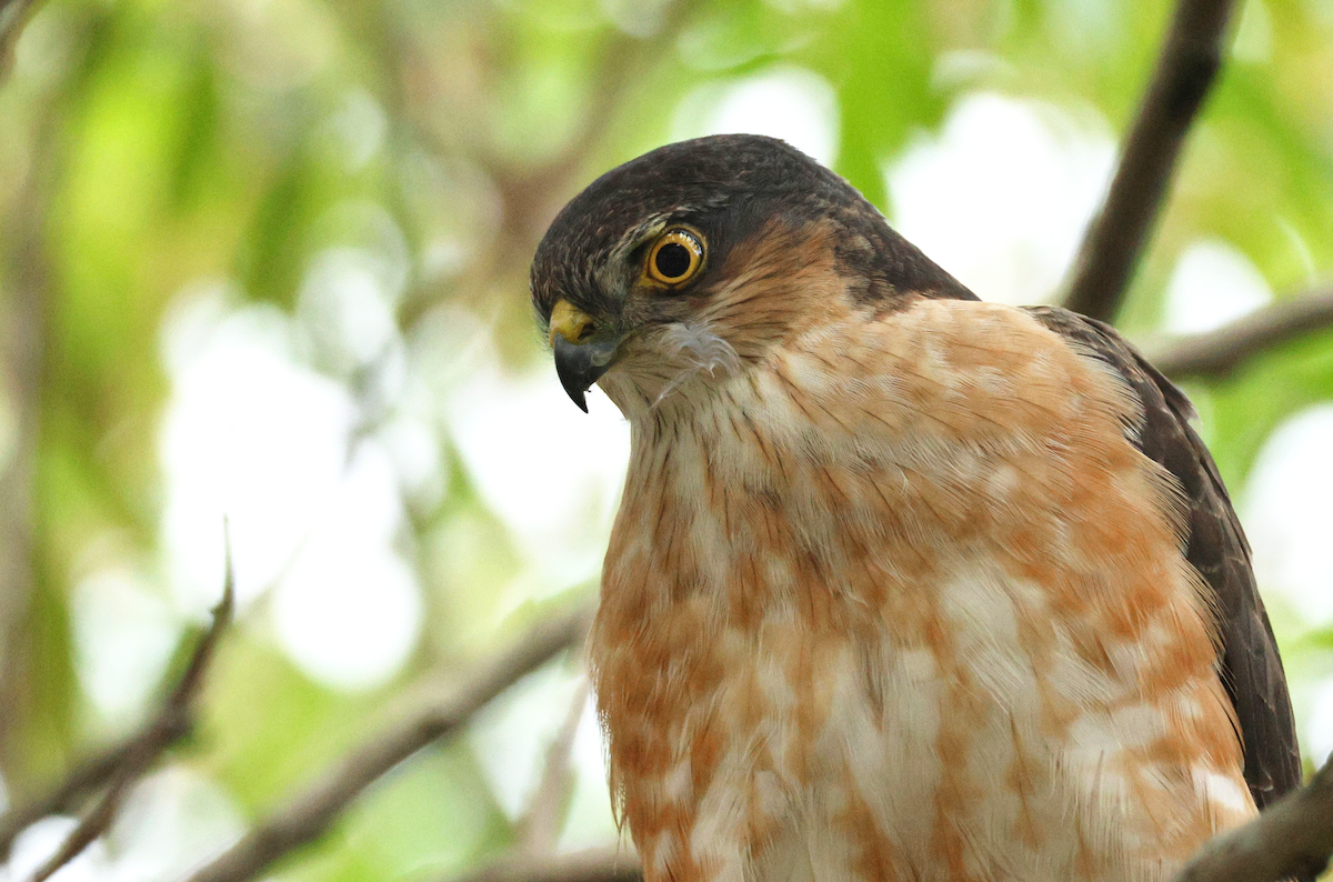 Rufous-breasted Sparrowhawk - ML637792933