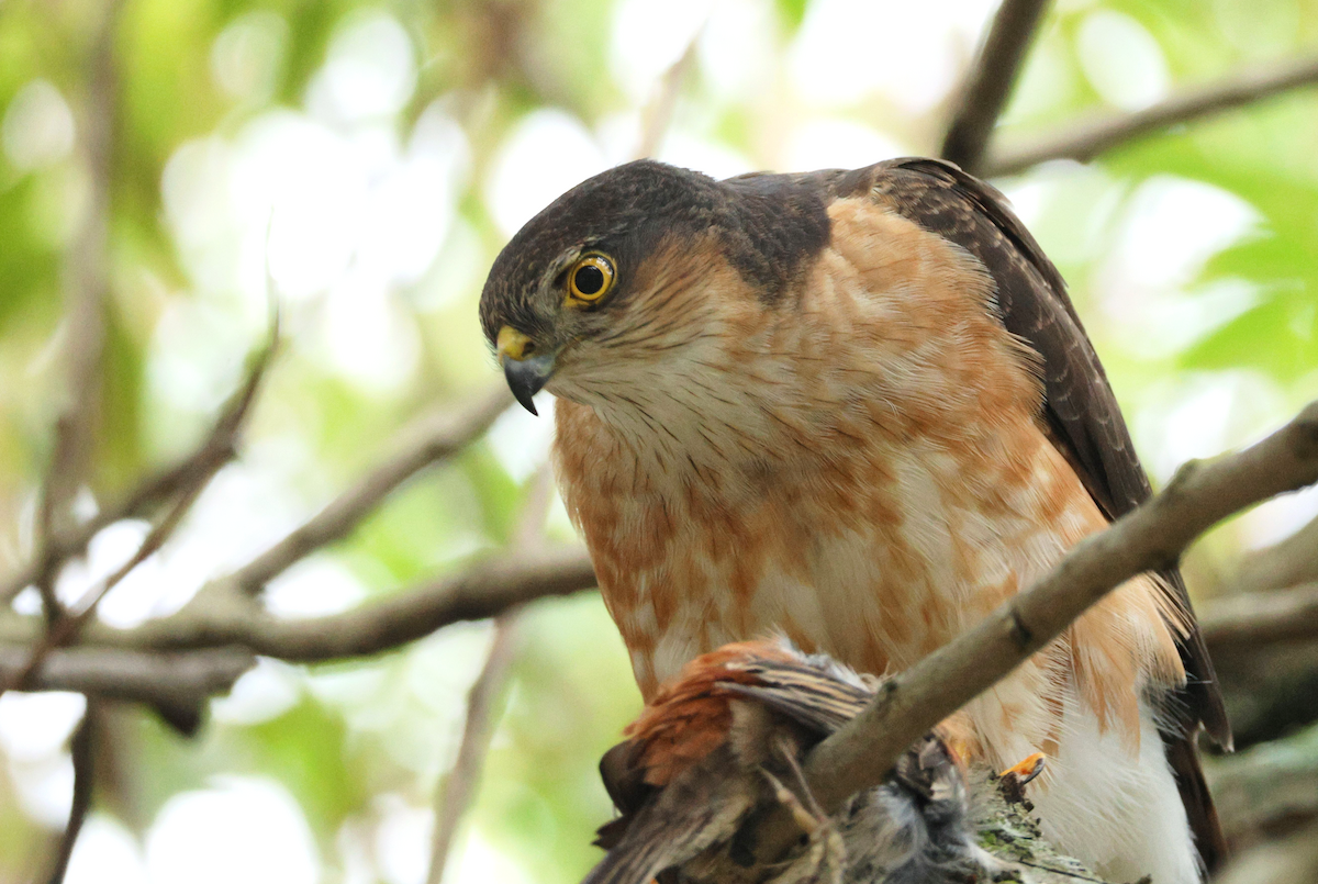Rufous-breasted Sparrowhawk - ML637792973