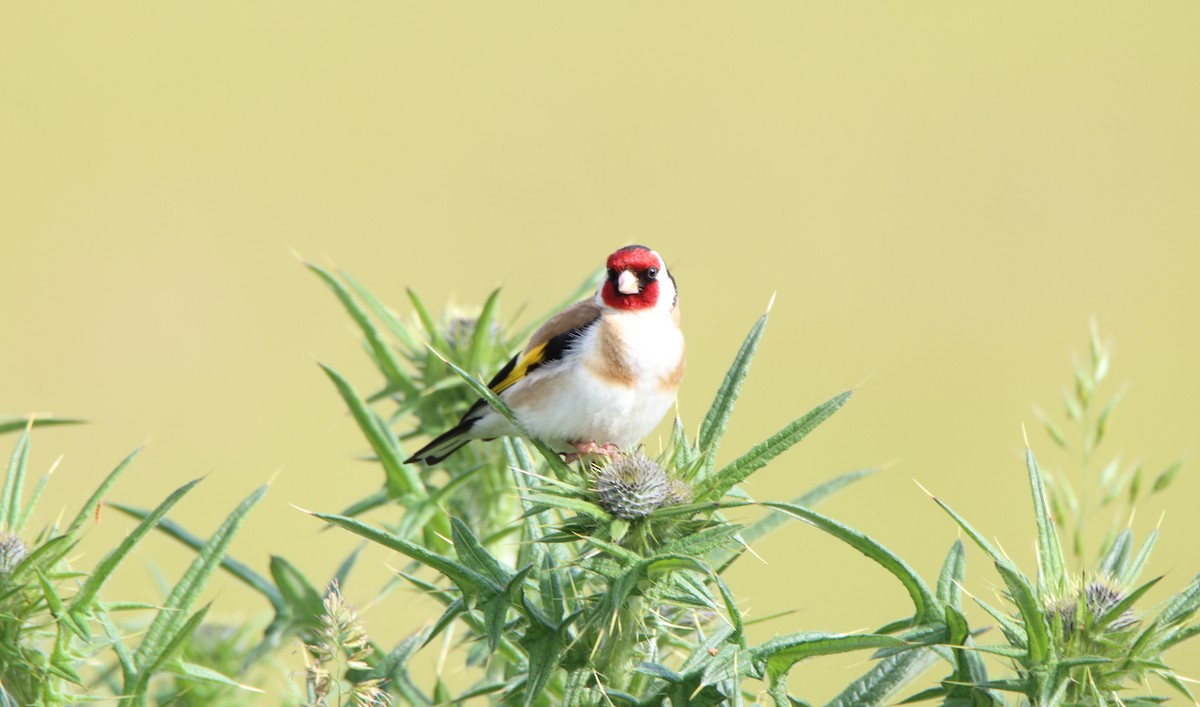 European Goldfinch - ML637792976