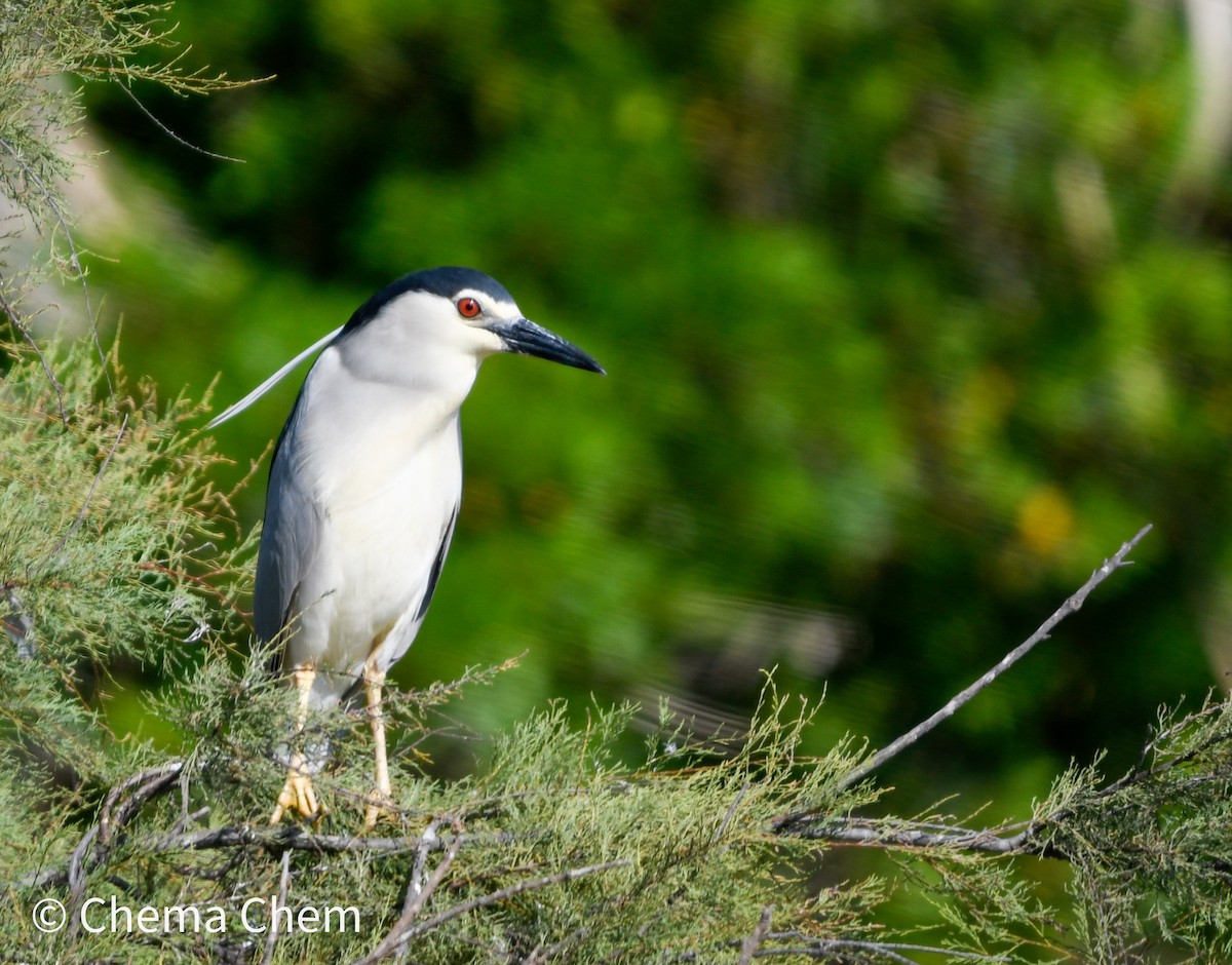 Black-crowned Night Heron - ML637792981
