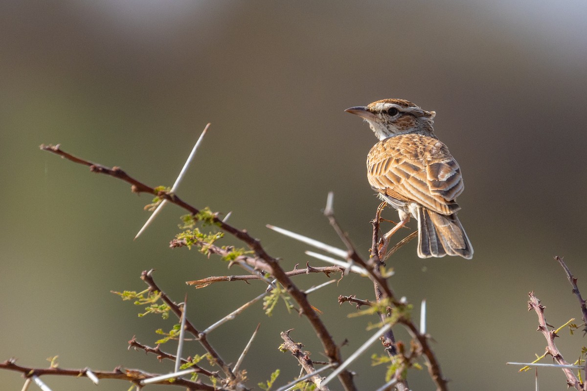 Fawn-colored Lark - ML637792984