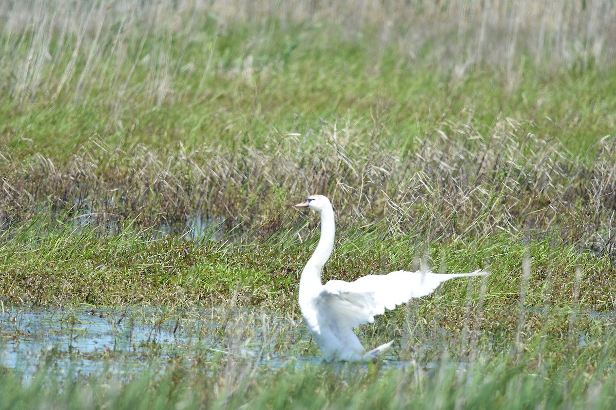 Mute Swan - ML637792985