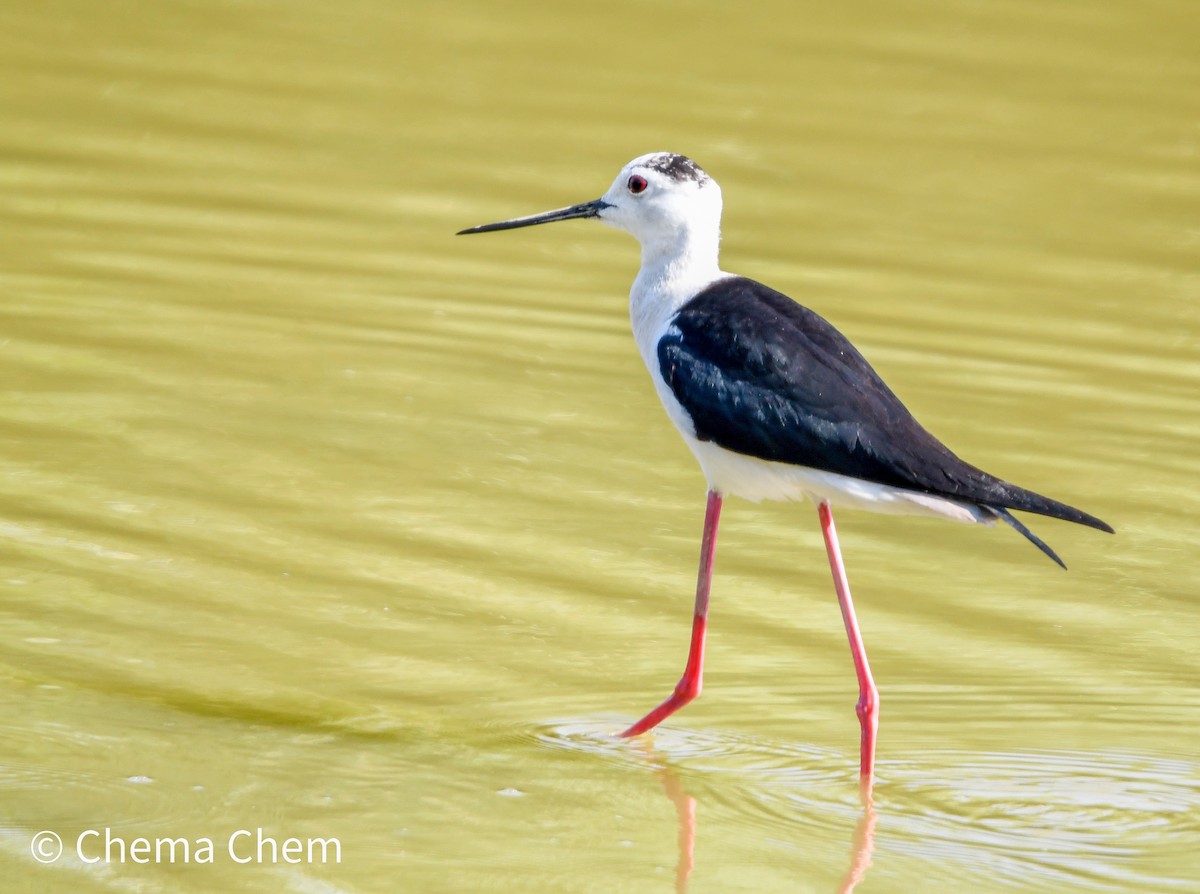 Black-winged Stilt - ML637792990