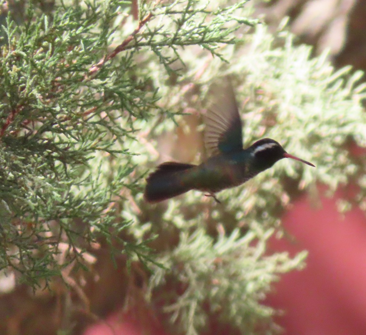 White-eared Hummingbird - ML637792998