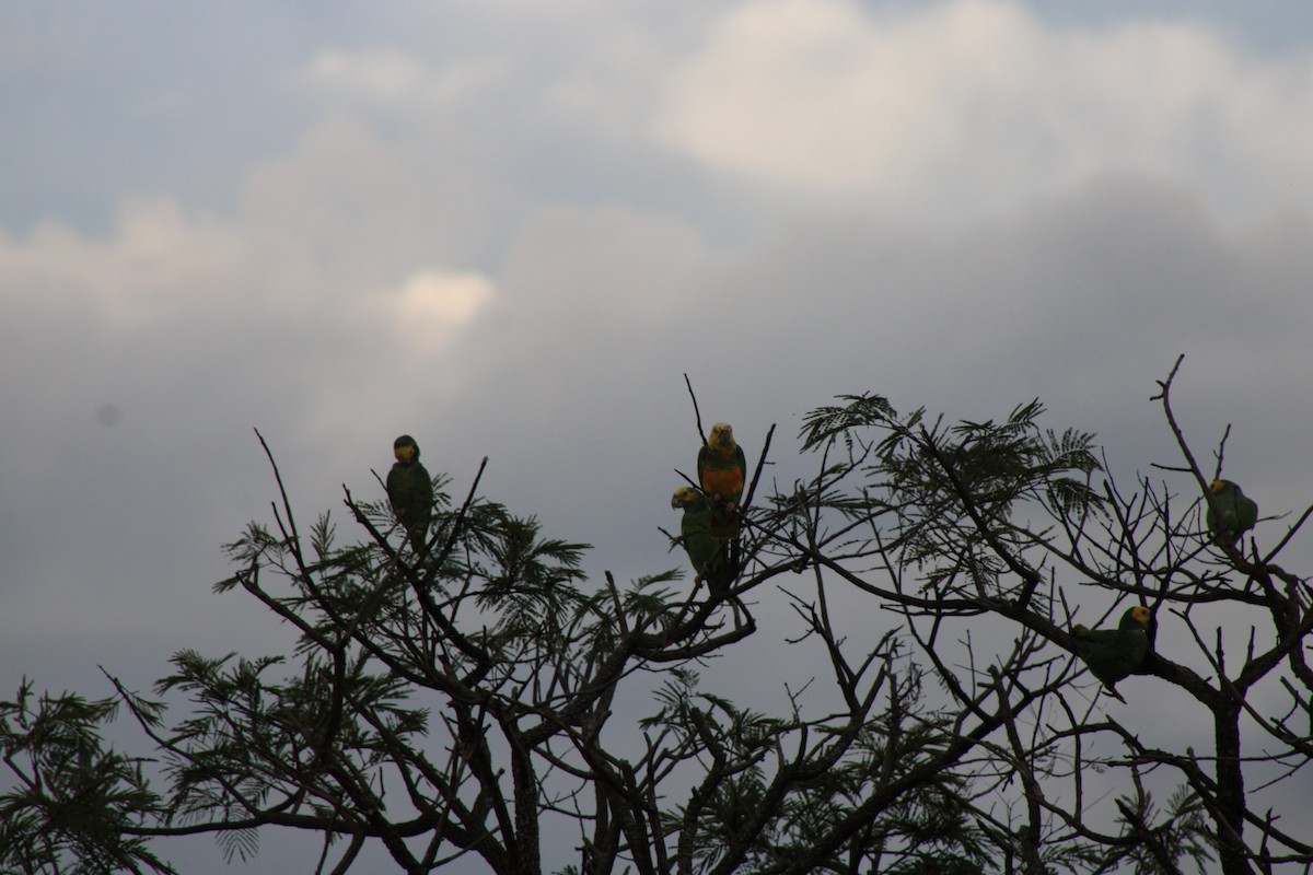 Yellow-faced Parrot - ML637793006