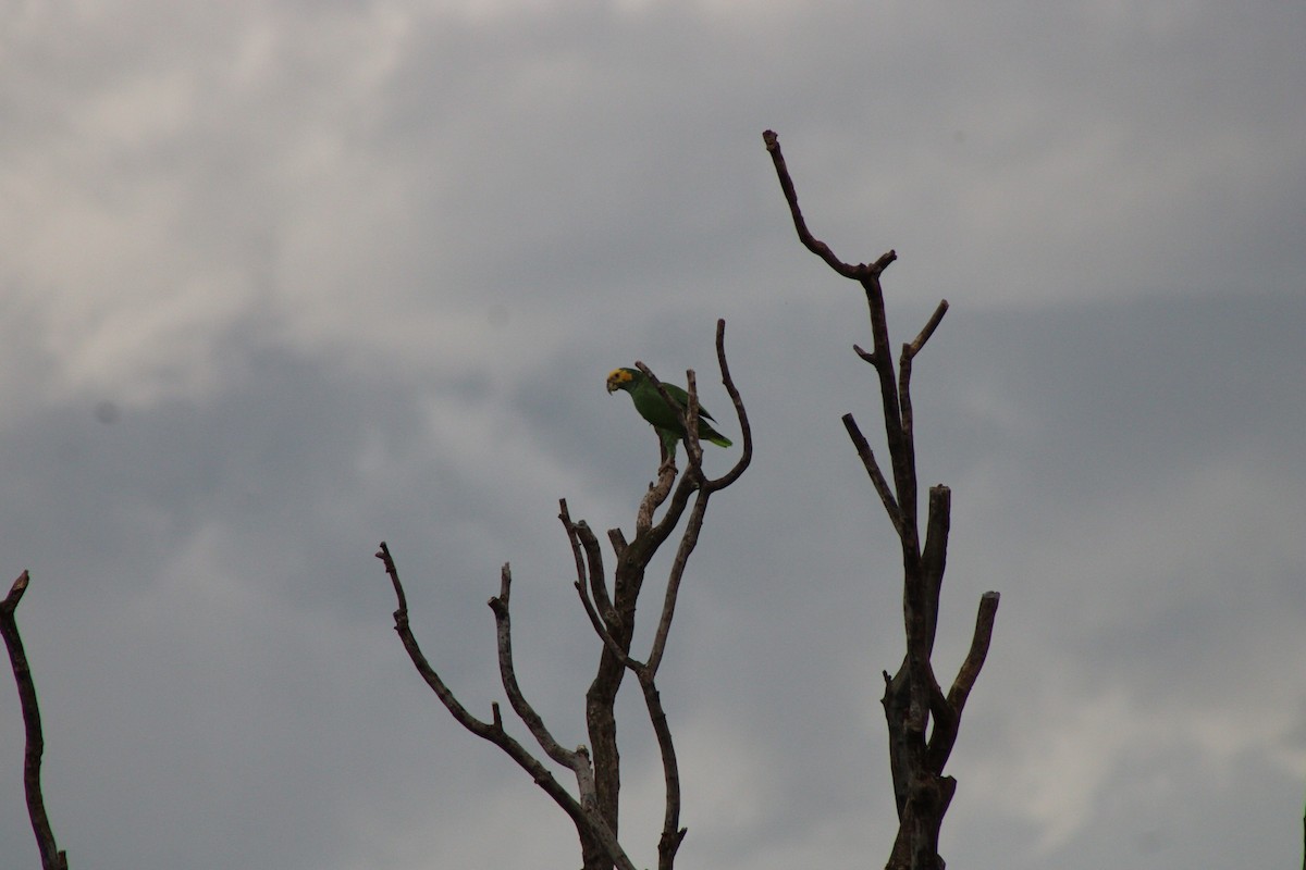 Yellow-faced Parrot - ML637793007