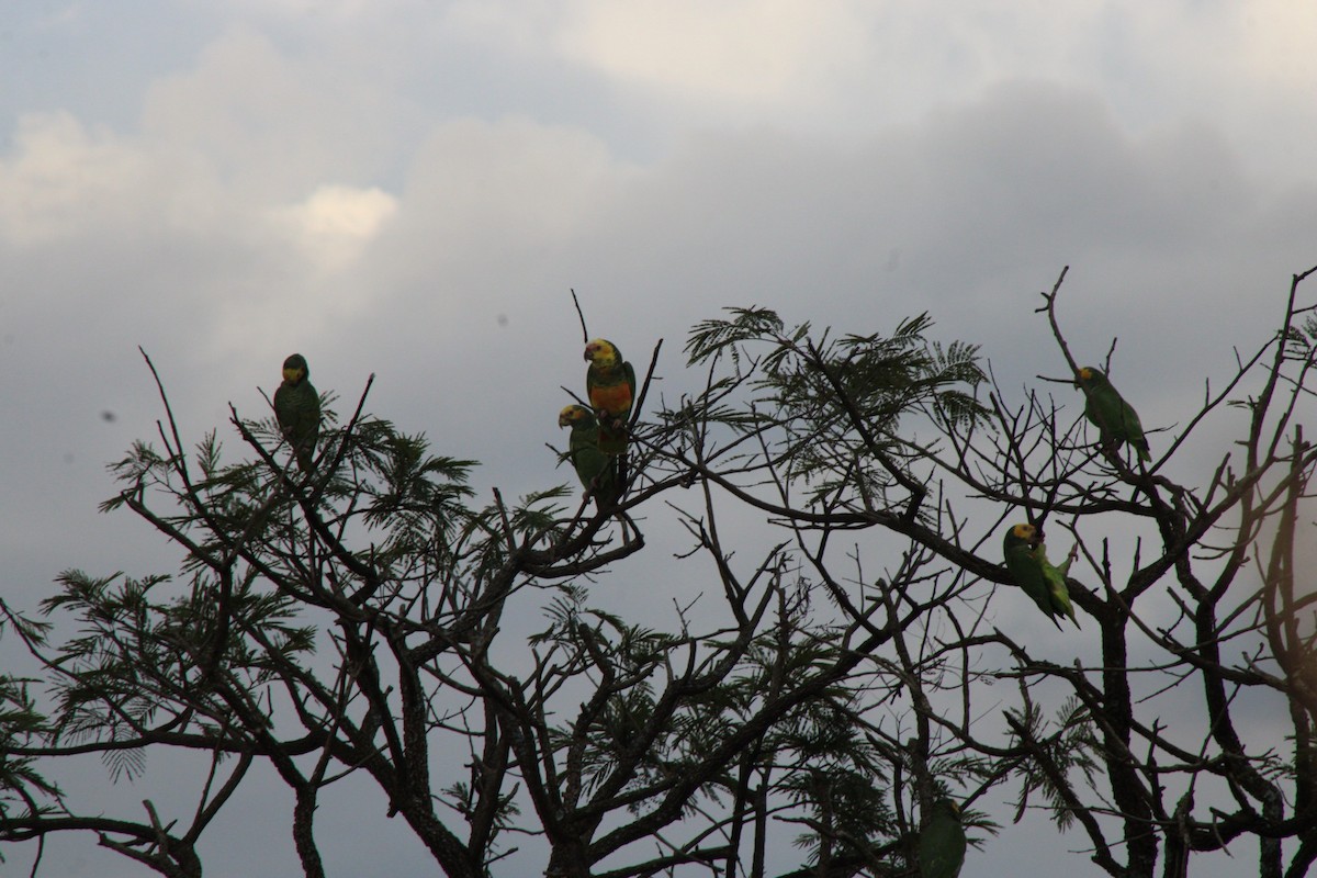 Yellow-faced Parrot - ML637793008