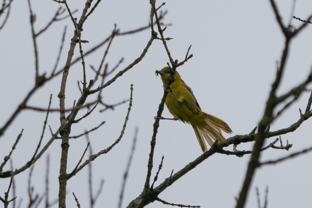 Orchard Oriole - ML637793015