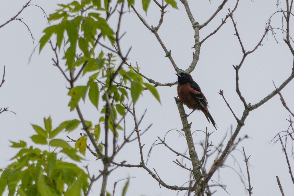 Orchard Oriole - ML637793016