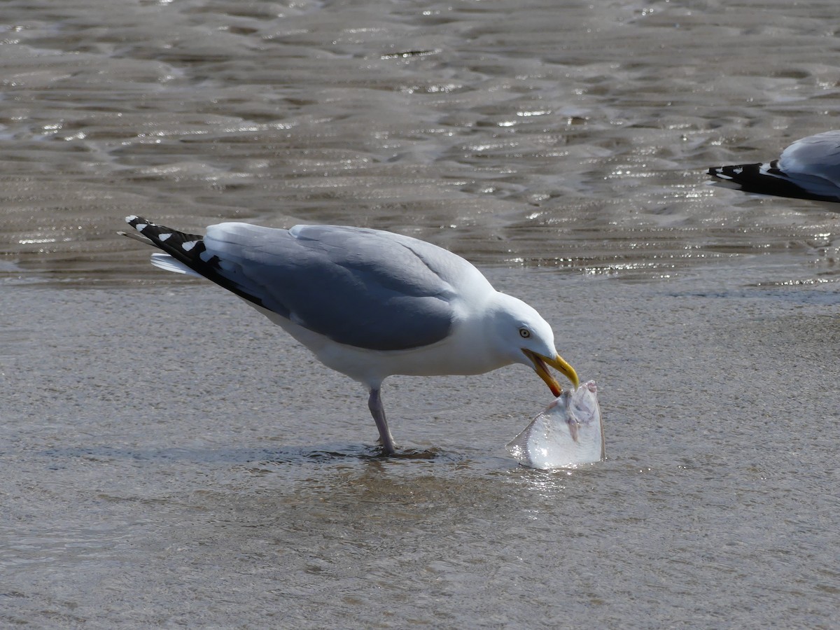 European Herring Gull - ML637793018