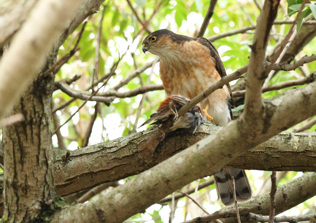 Rufous-breasted Sparrowhawk - ML637793019