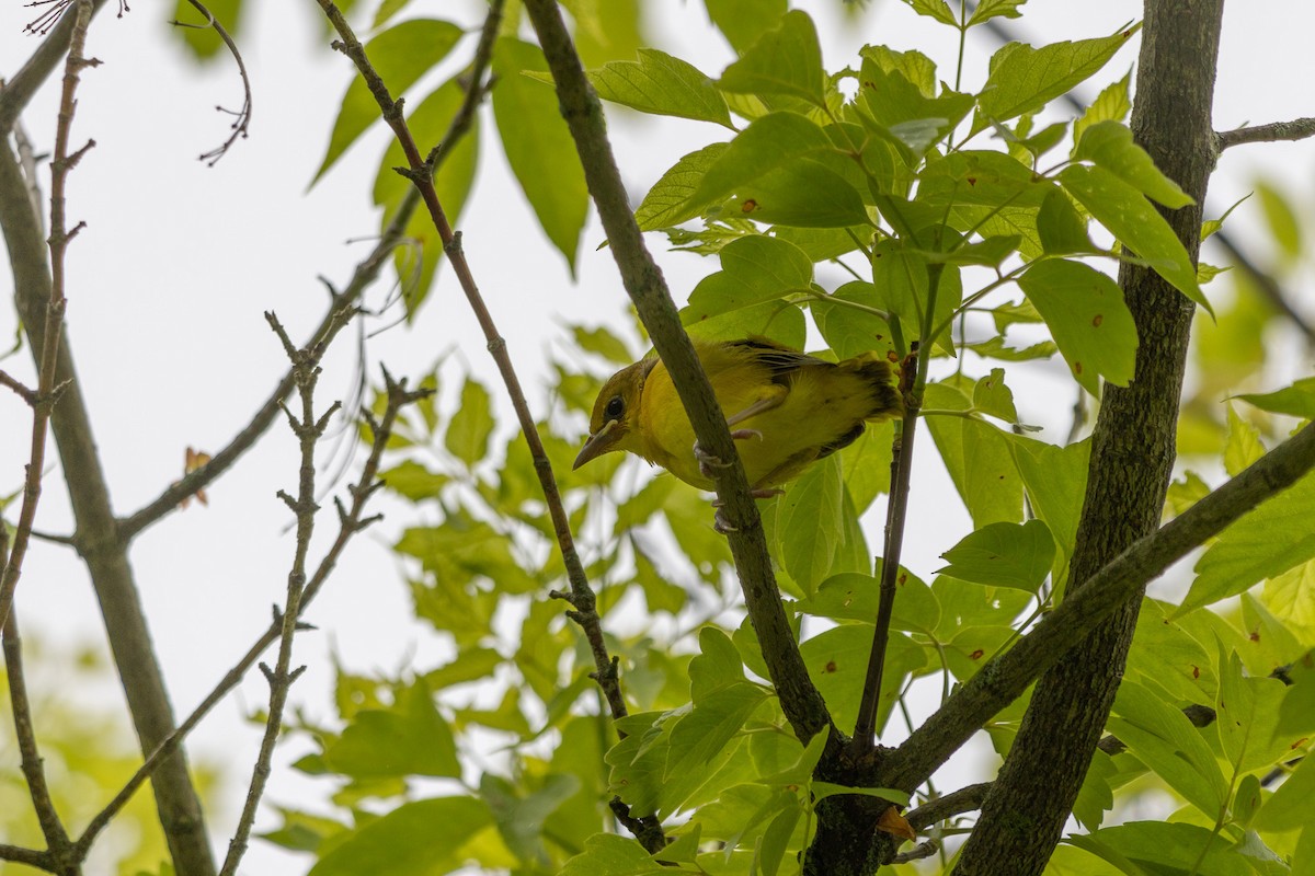 Orchard Oriole - ML637793025