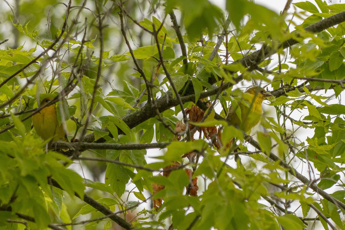 Orchard Oriole - ML637793026