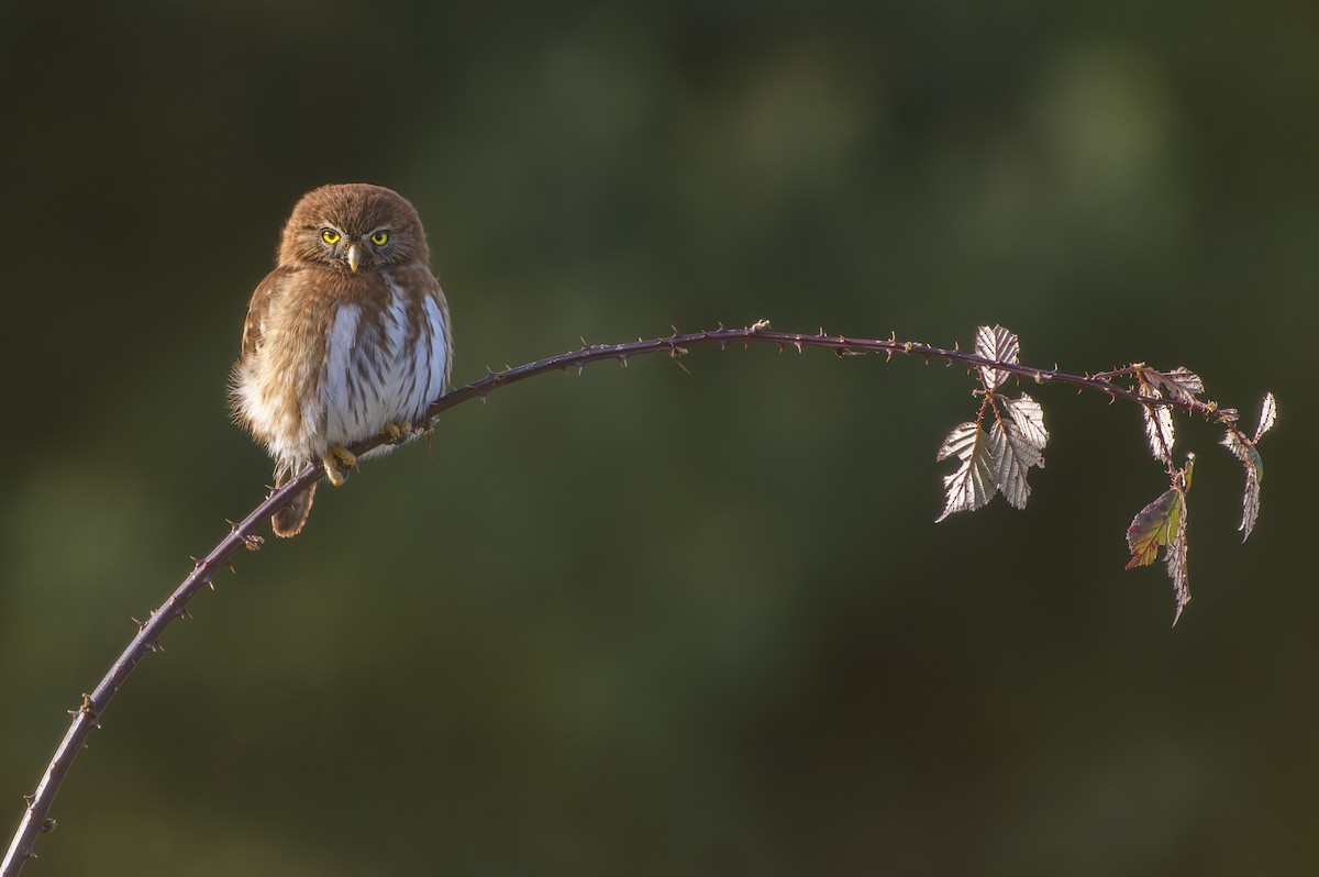 Austral Pygmy-Owl - ML637793028