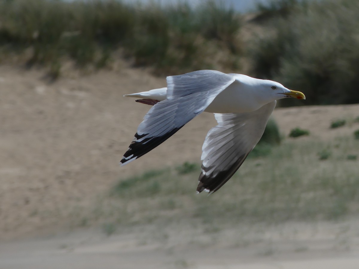 European Herring Gull - ML637793029