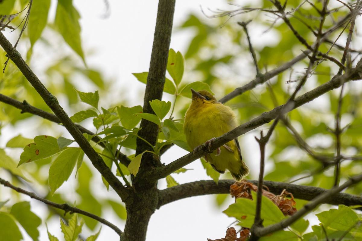 Orchard Oriole - ML637793030