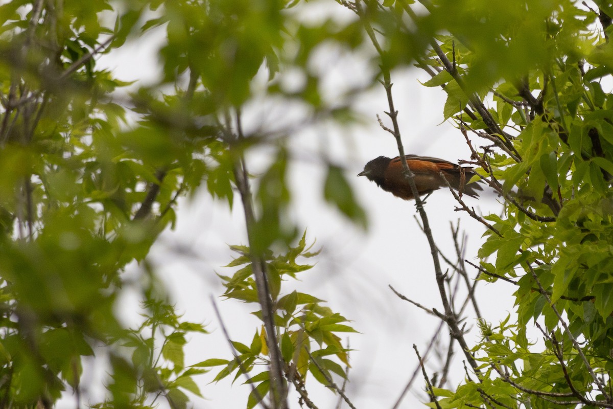 Orchard Oriole - ML637793034