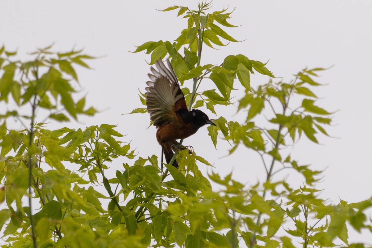 Orchard Oriole - ML637793035