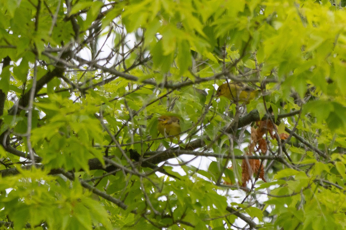 Orchard Oriole - ML637793036