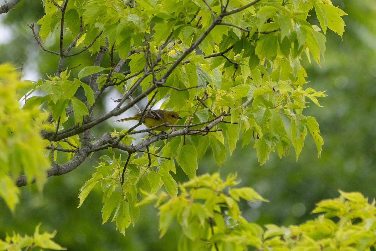 Orchard Oriole - ML637793037