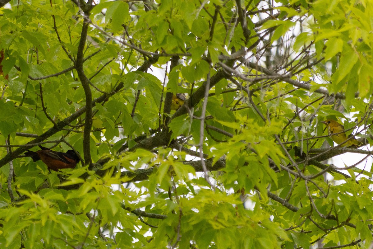 Orchard Oriole - ML637793038