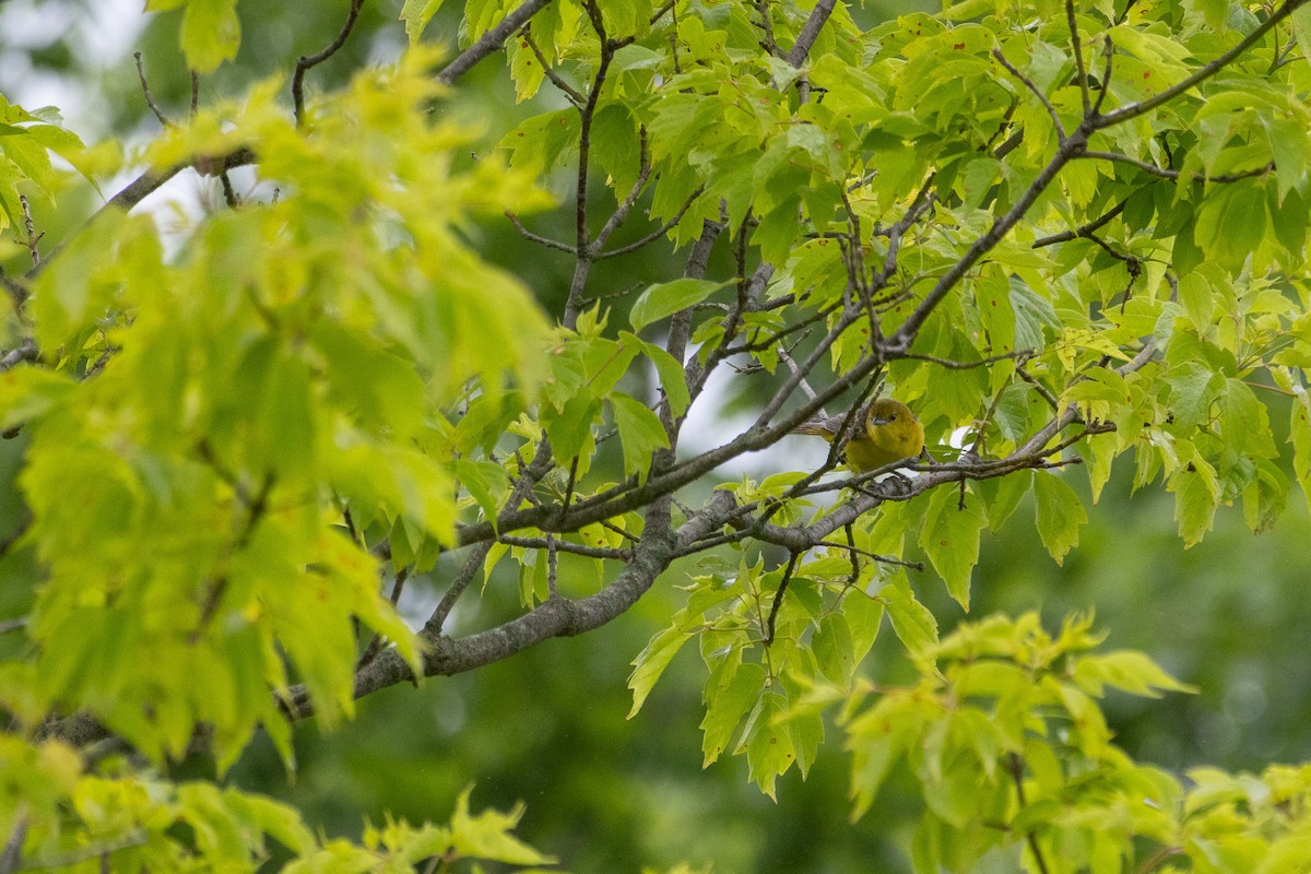 Orchard Oriole - ML637793040