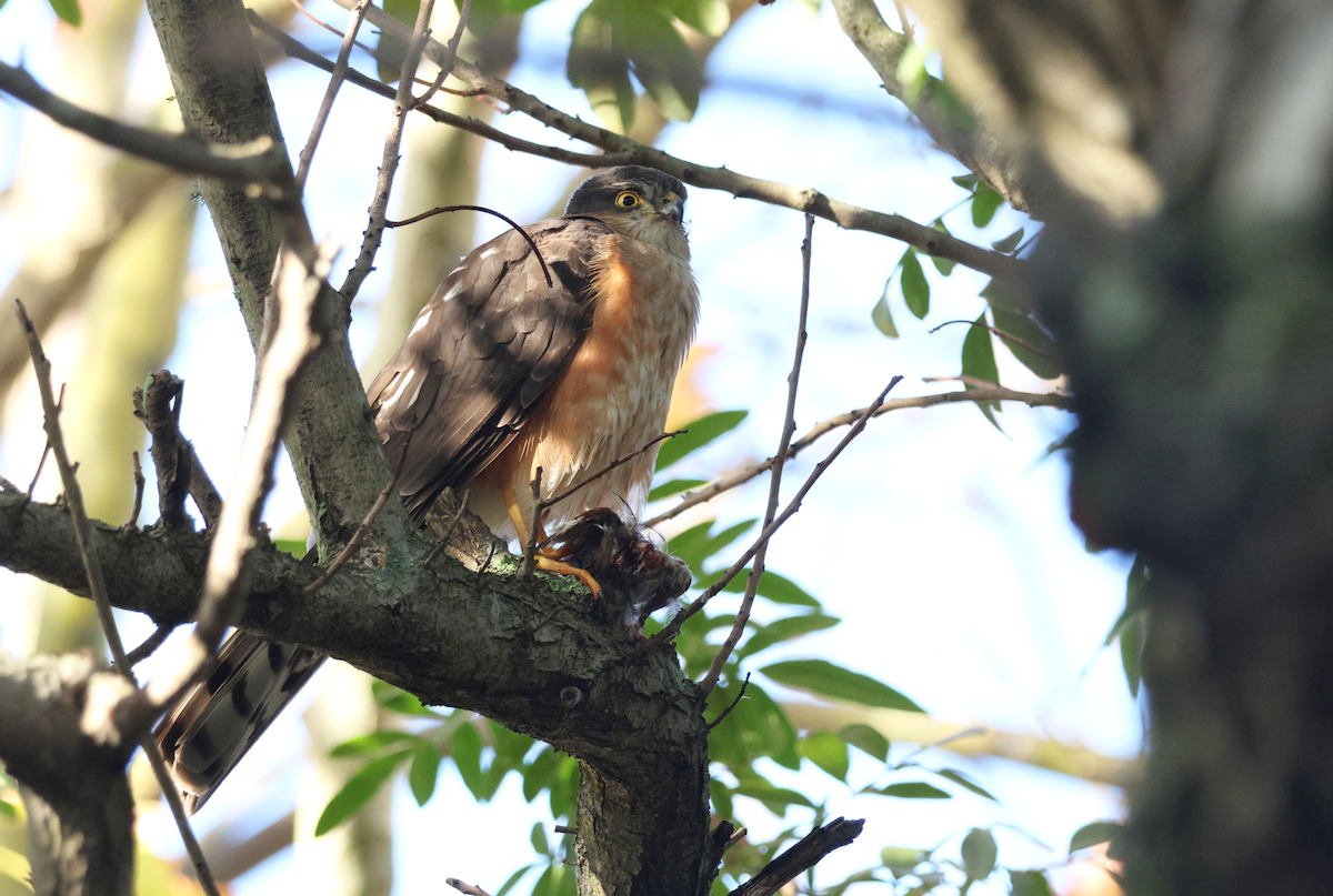 Rufous-breasted Sparrowhawk - ML637793054