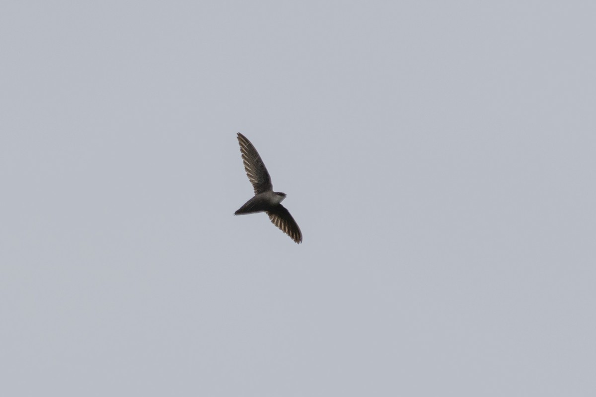 Chimney Swift - ML637793060